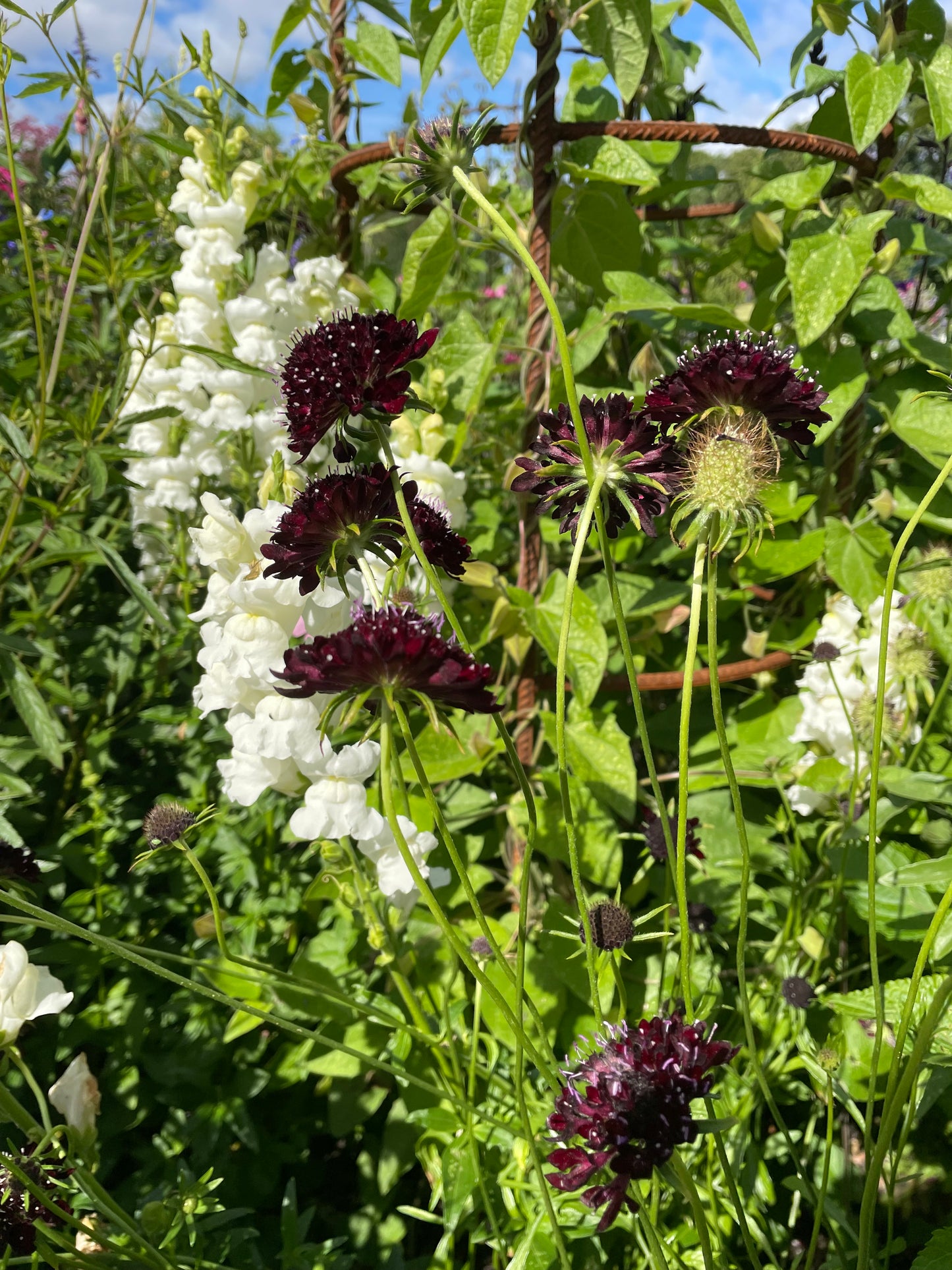 Praktvädd ”Purple black”