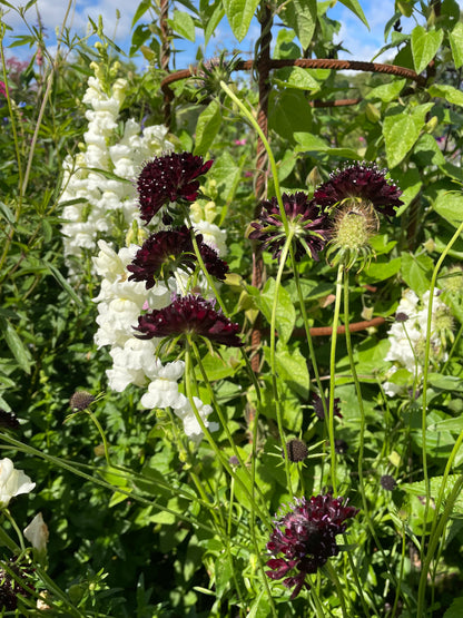 Praktvädd ”Purple black”
