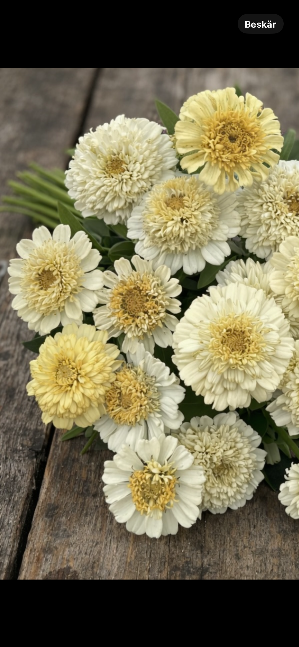 Zinnia "Cresto! Cream"