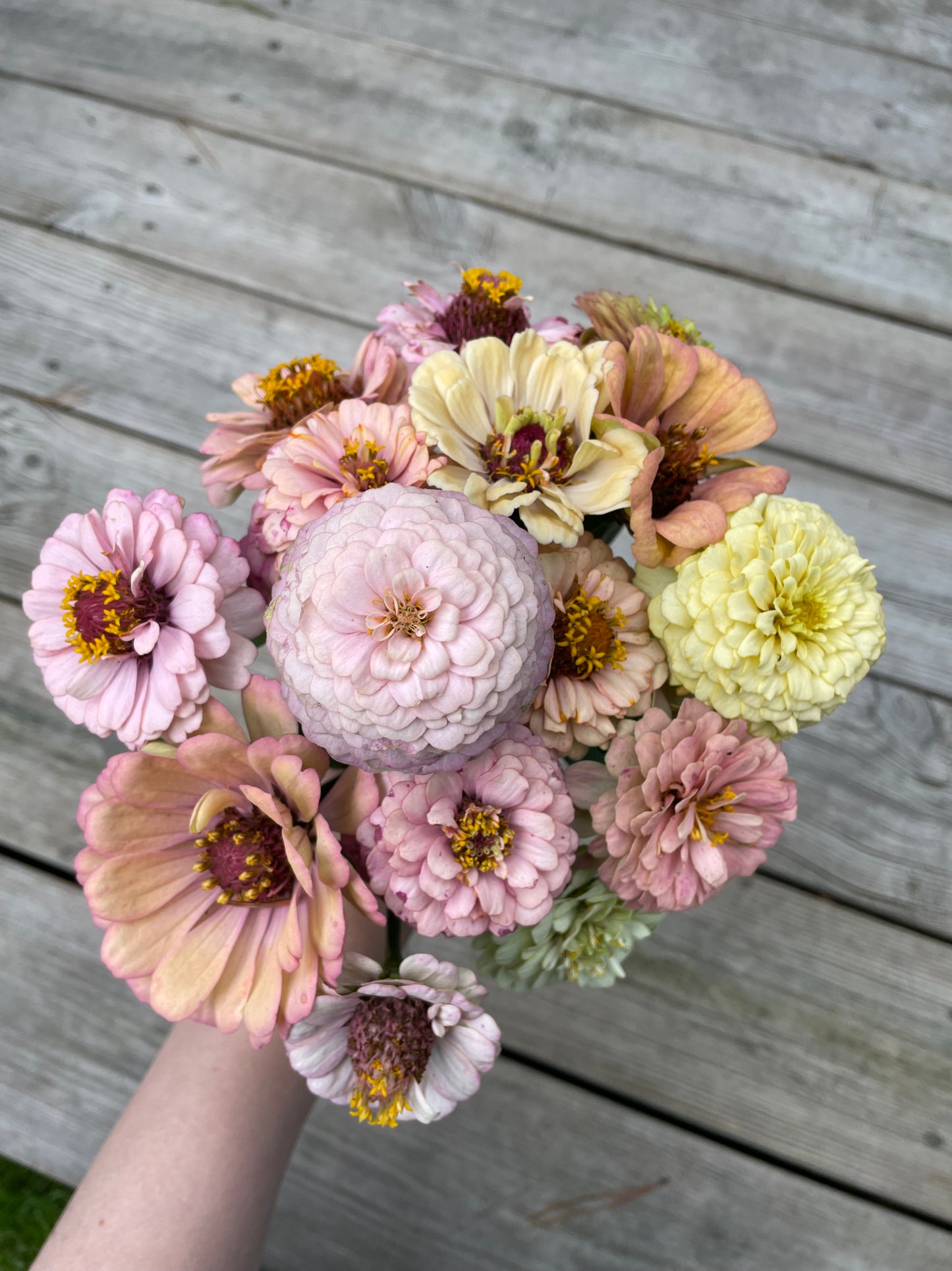 Zinnia ”Sweet Pastels”