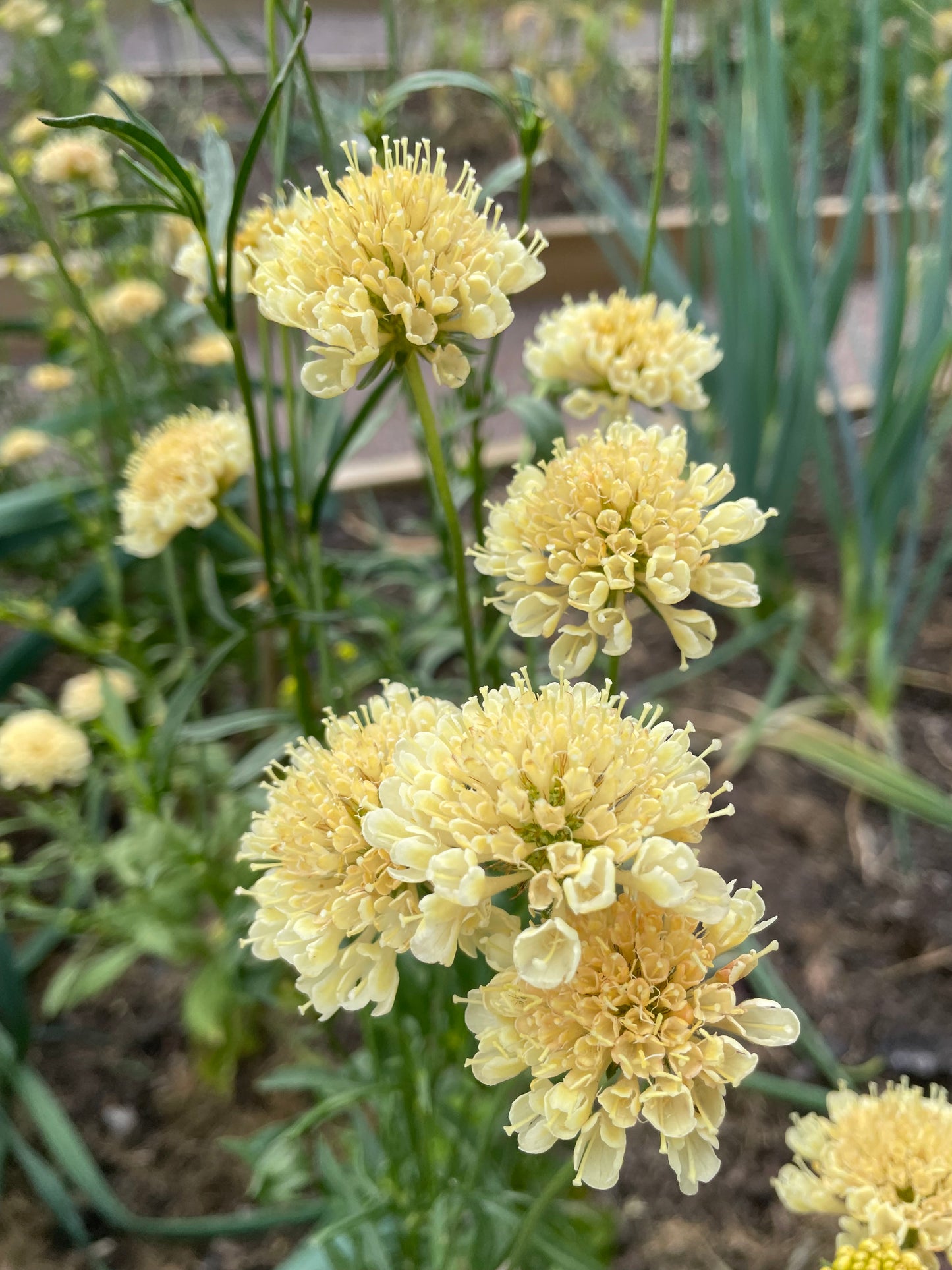 Praktvädd ”Fata Morgana”