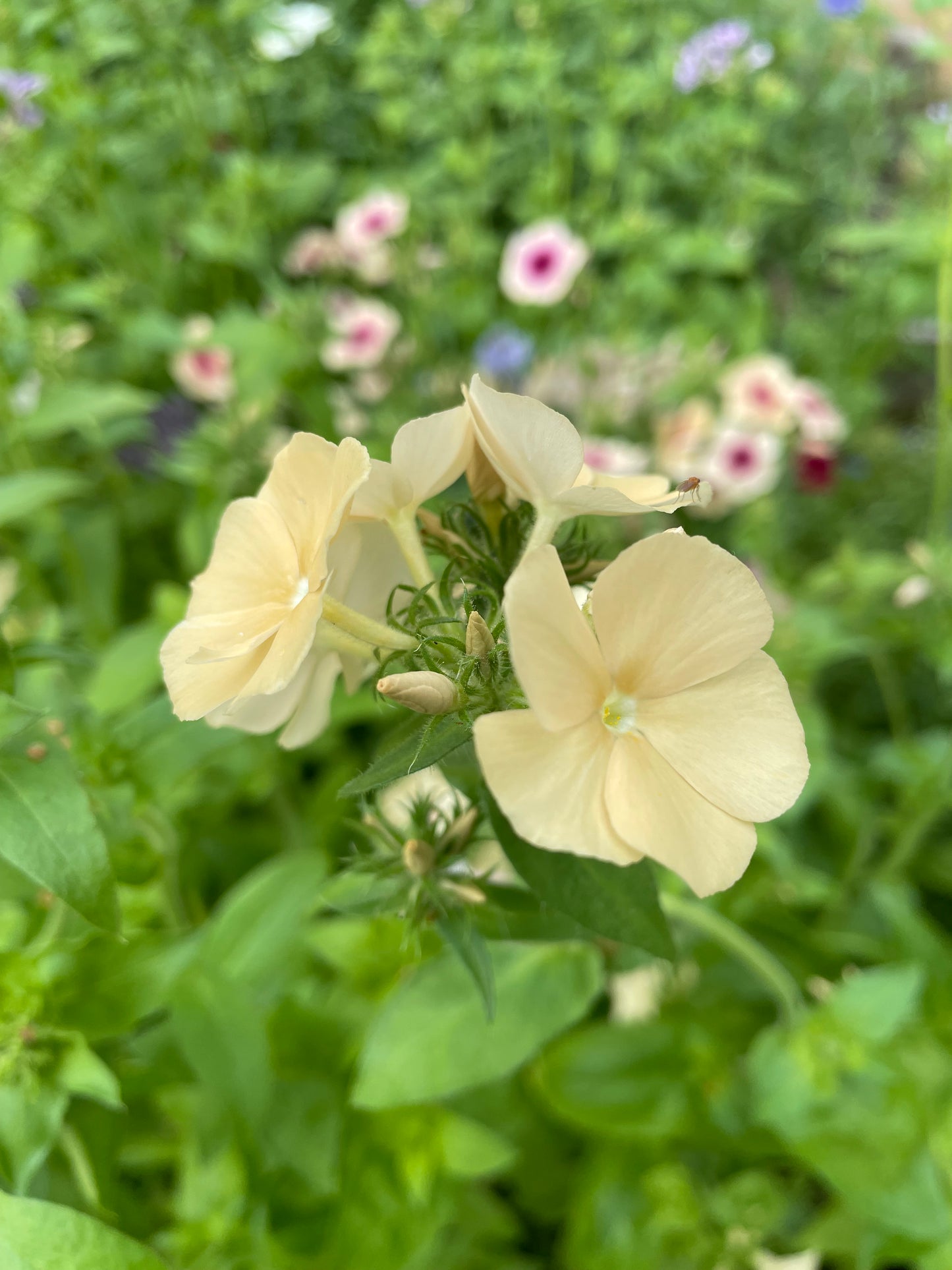 Sommarflox ”Isabellina”