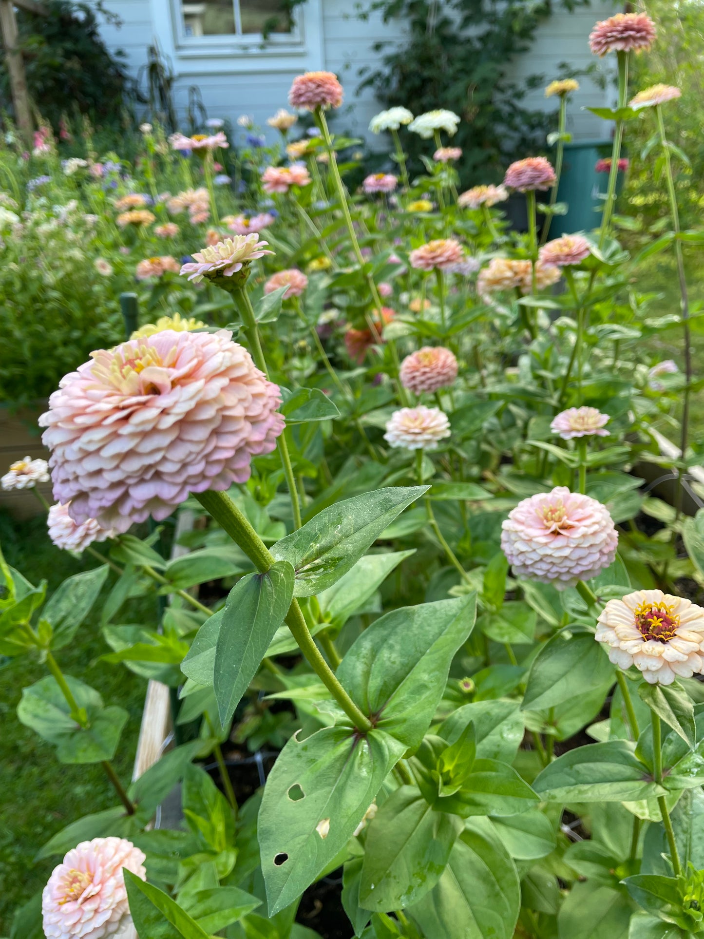Zinnia ”Sweet Pastels”