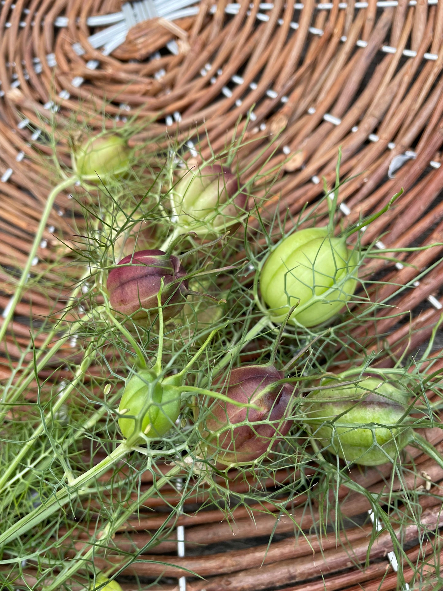 Jungfrun i det gröna ”Albion Green pods”