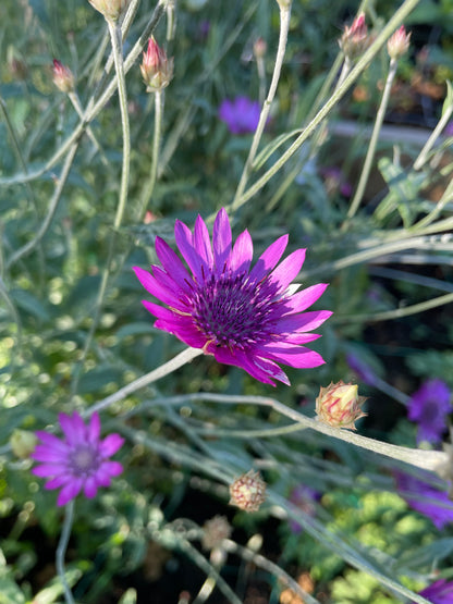 Pappersblomster