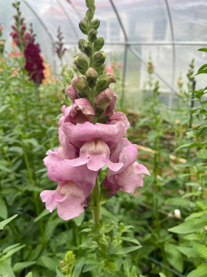 Lejongap F1 ”Potomac Lavender”