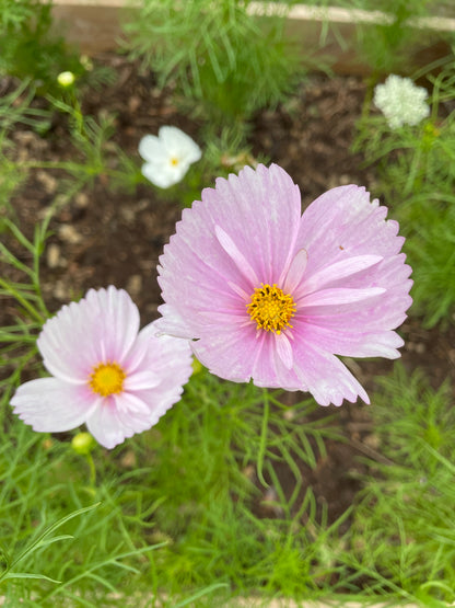 Rosenskära ”Cupcake Blush”