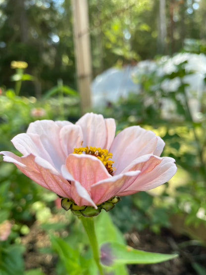 Zinnia ”Sweet Pastels”