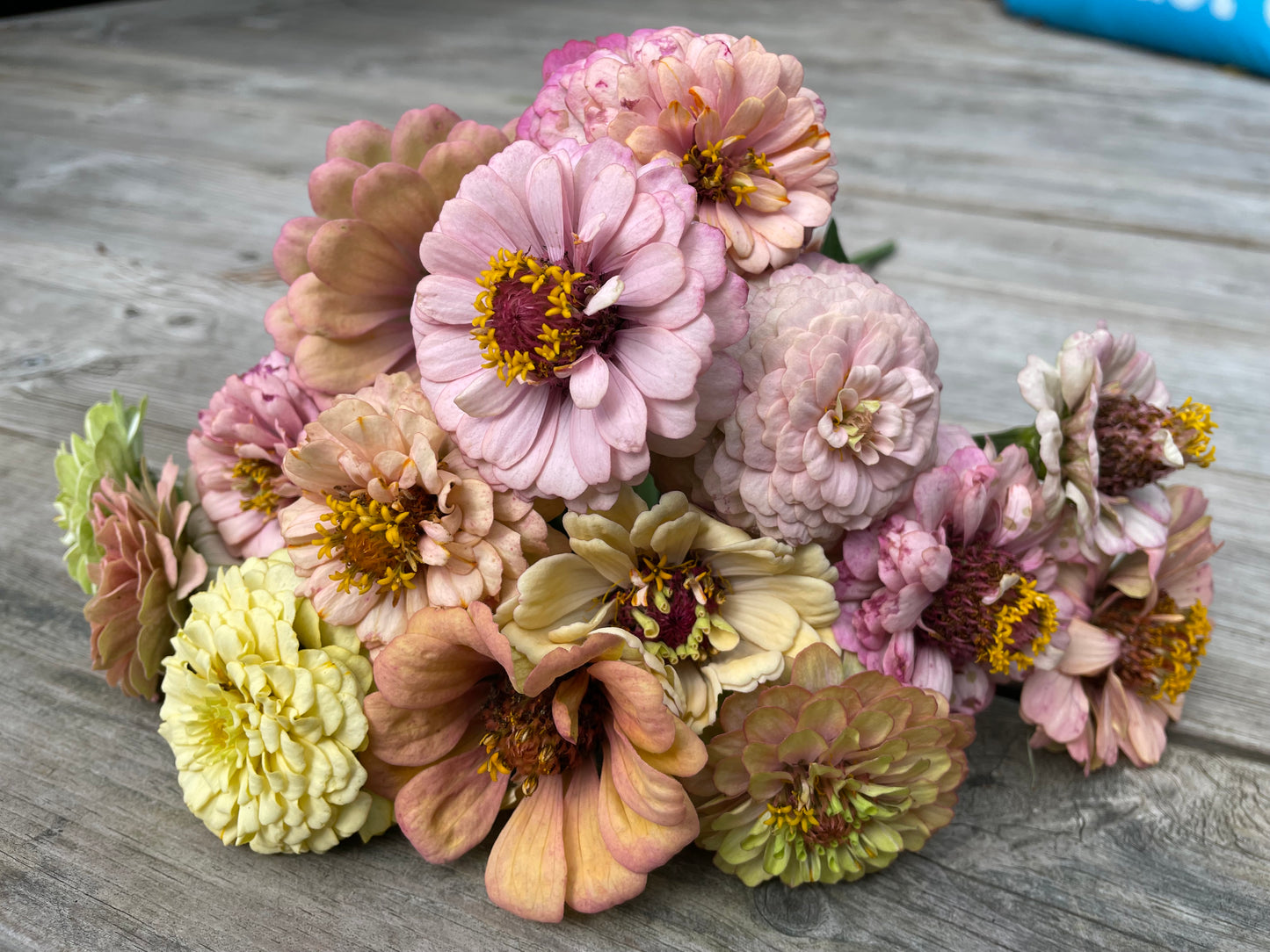 Zinnia ”Sweet Pastels”