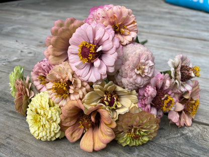 Zinnia ”Sweet Pastels”