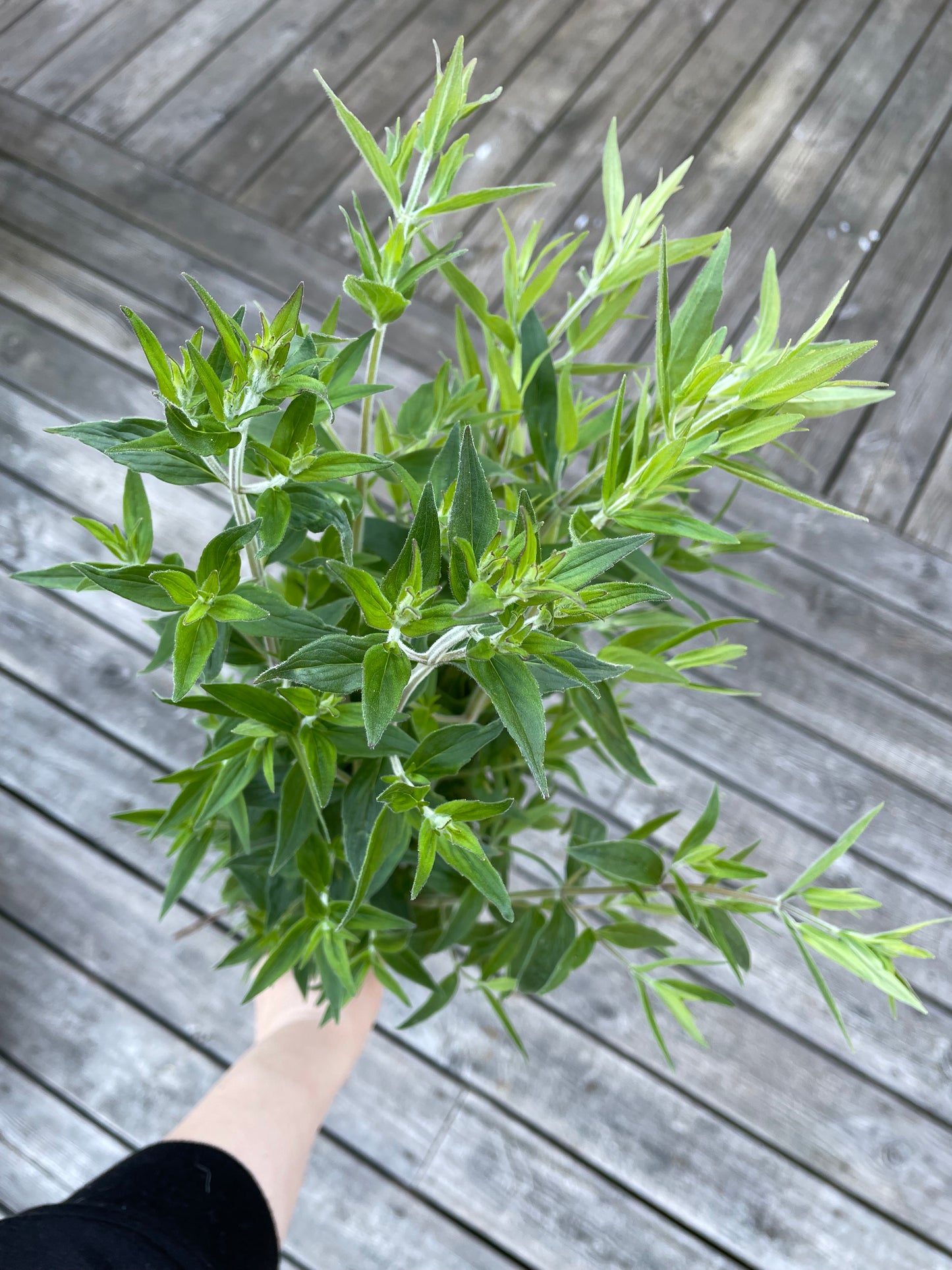 Bergsmynta ”Mountain Mint”