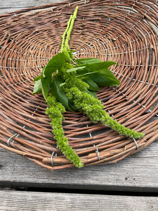 Amarant ”Green Thumb”
