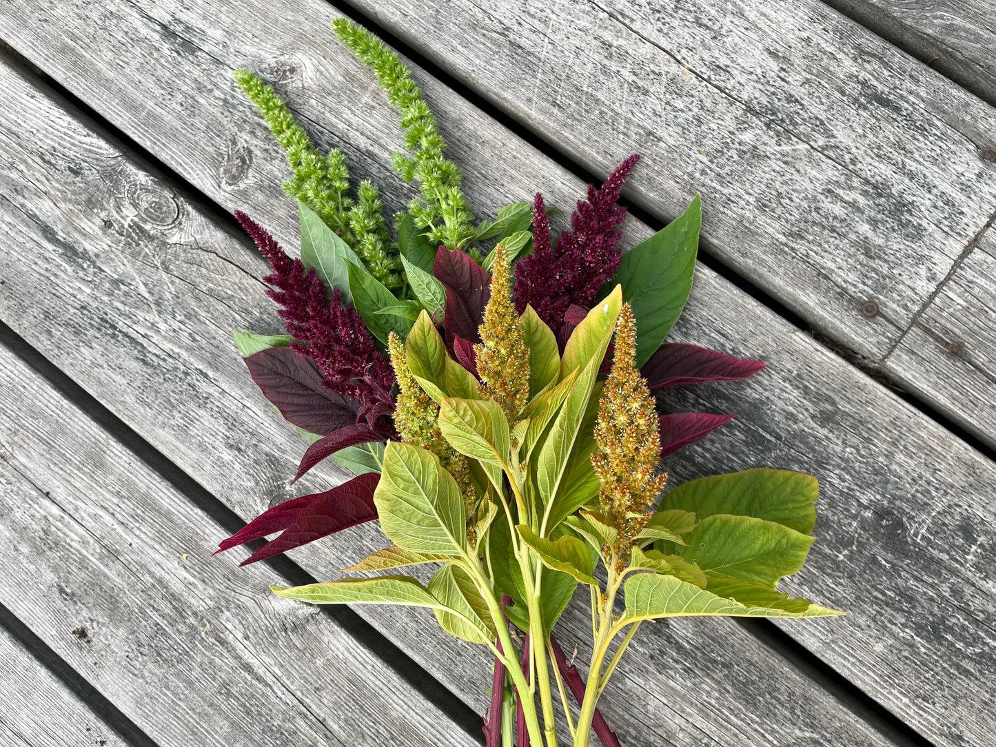 Amarant ”Green Thumb”