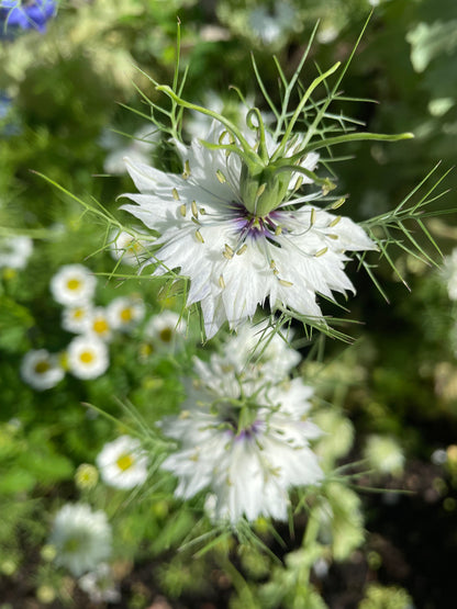 Jungfrun i det gröna ”Miss Jekyll white”