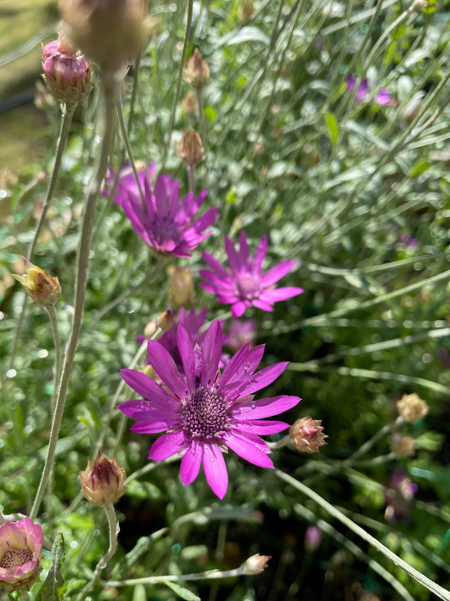 Pappersblomster