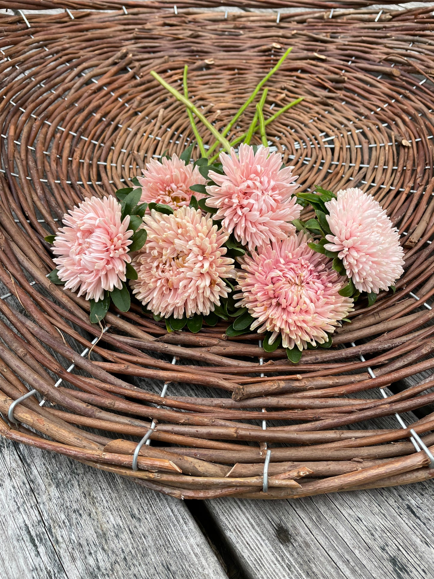 Sommaraster "Chrissantella Lotus flower"