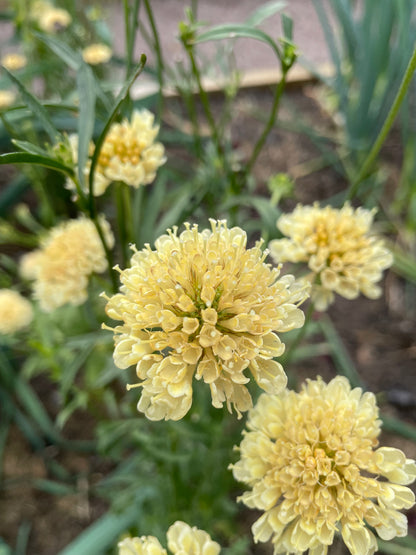 Praktvädd ”Fata Morgana”