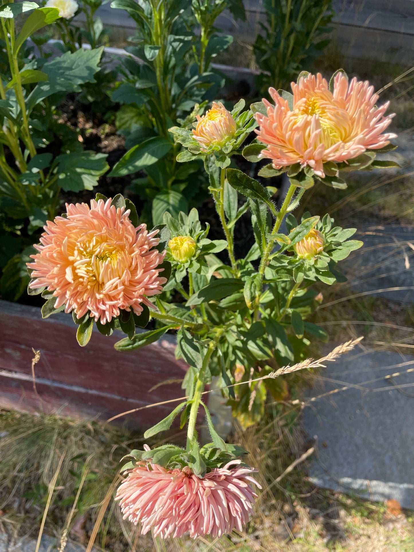 Sommaraster ”Chrysantella Living Coral”