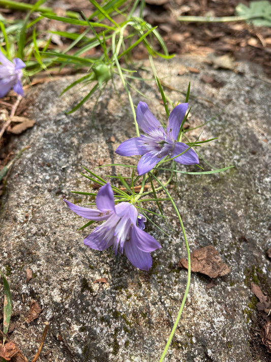 Jungfrun i det gröna ”Blue Stars”