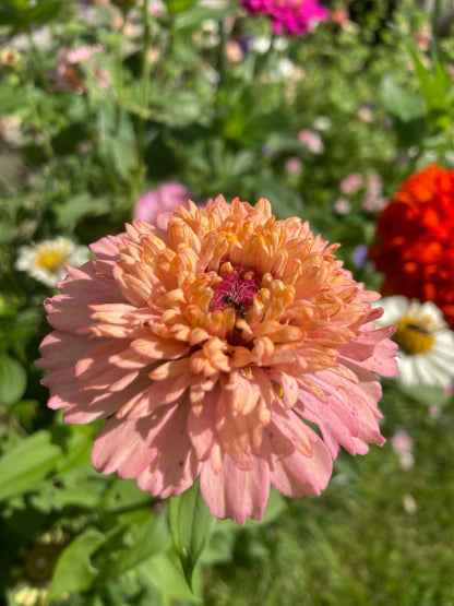Zinnia "Cresto! Peachy Pink"