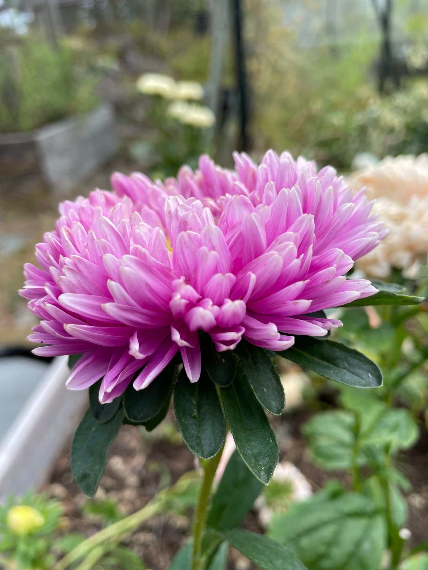 Sommaraster ”Chrisantella Sakura"