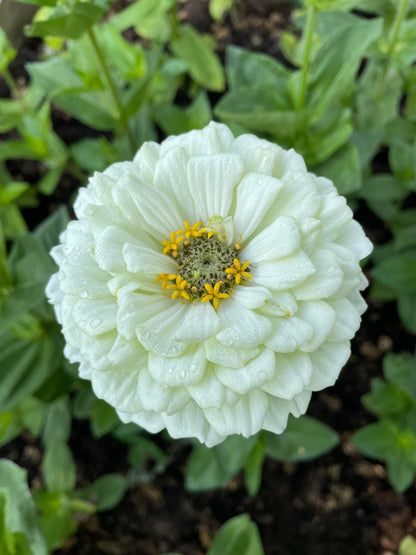 Zinnia ”Dahlia Flowered White”