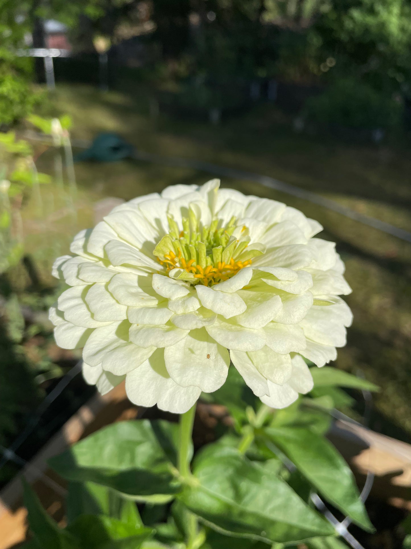 Zinnia ”Dahlia Flowered White”