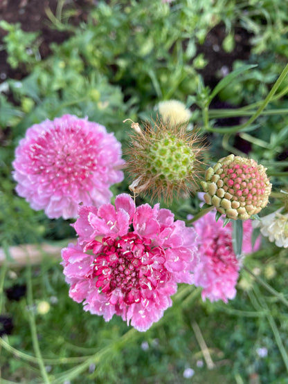 Praktvädd ”Salmon rose”