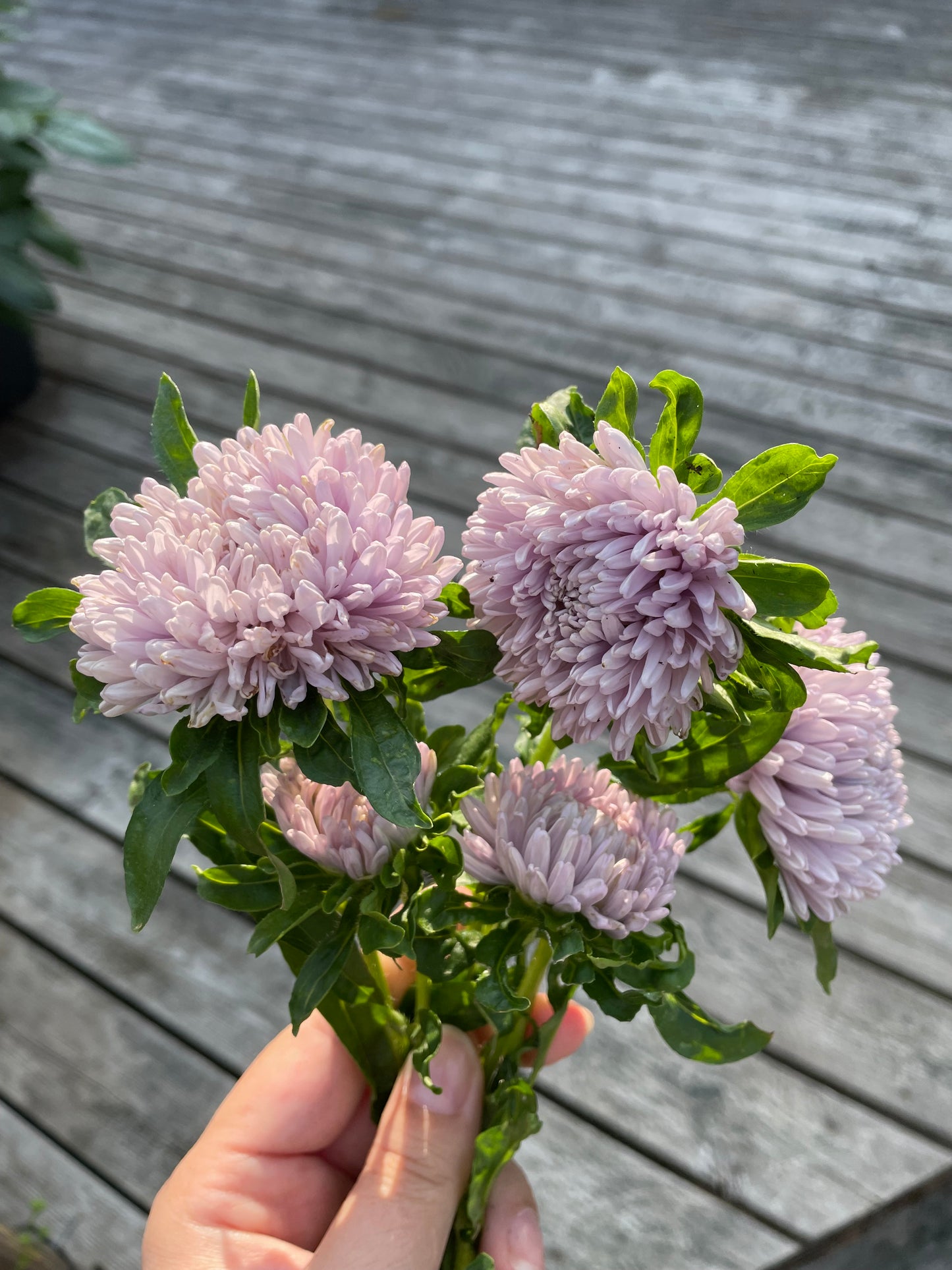 Sommaraster ”Lady Coral Lavender”