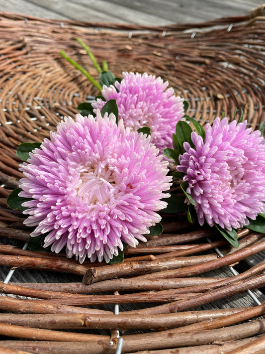 Sommaraster ”Chrisantella Sakura"