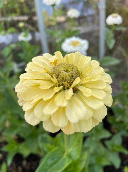 Zinnia ”Sweet Lemonade”