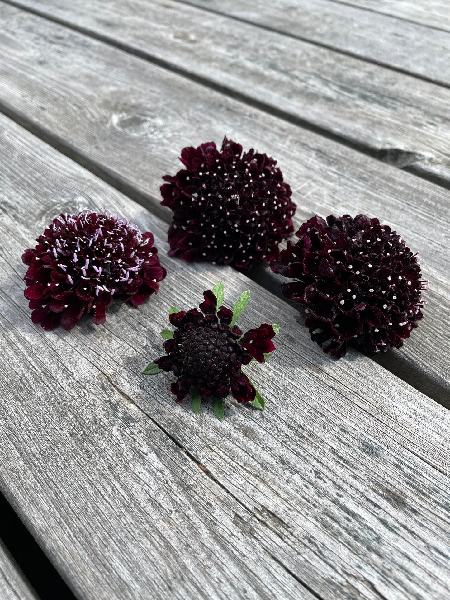 Praktvädd ”Purple black”