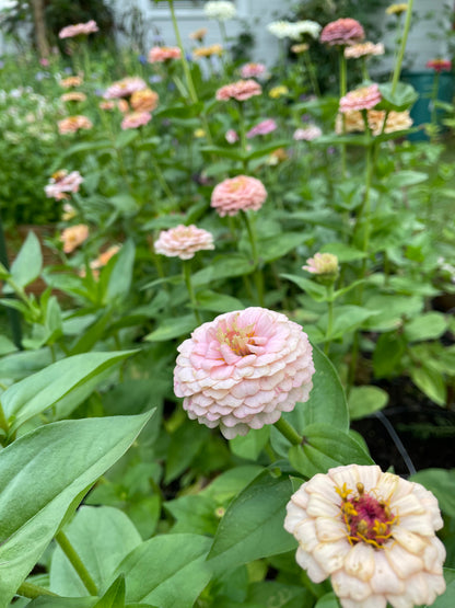 Zinnia ”Sweet Pastels”