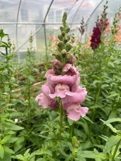 Lejongap F1 ”Potomac Lavender”