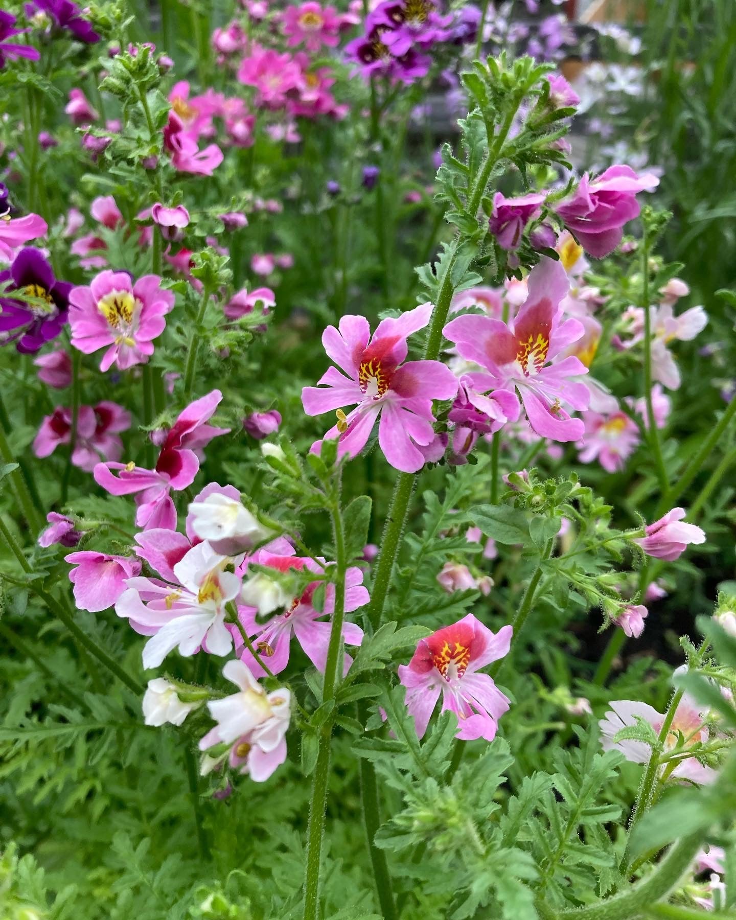 Fjärilsblomster ”Angel wings”