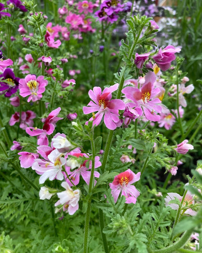 Fjärilsblomster ”Angel wings”