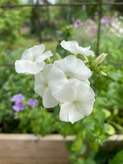 Sommarflox ”Alba”