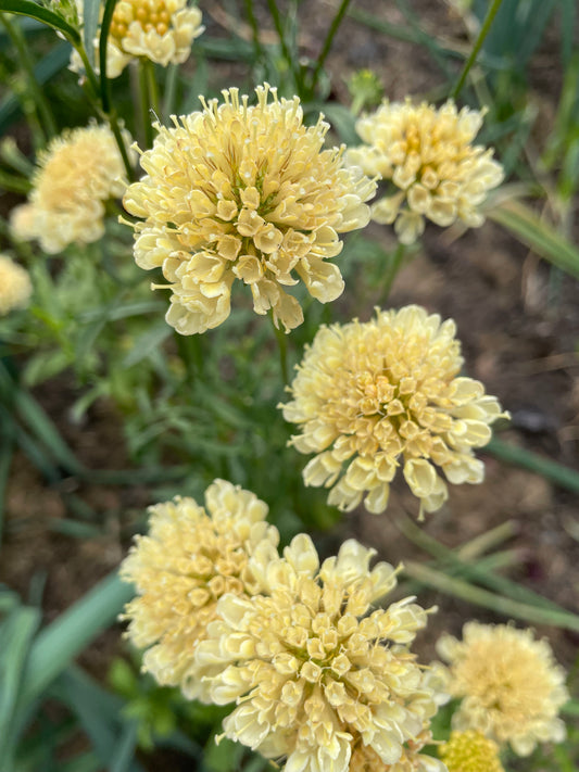 Praktvädd ”Fata Morgana”