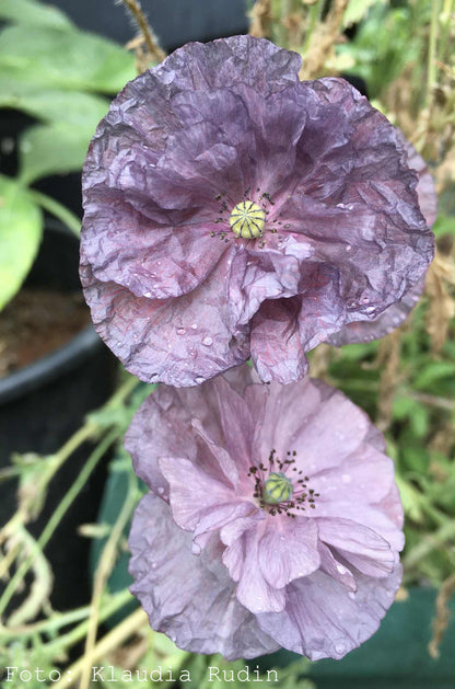 Kornvallmo ”Amazing Grey”