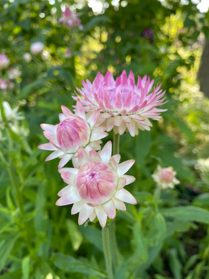 Jätteeternell ”King size Silvery rose"