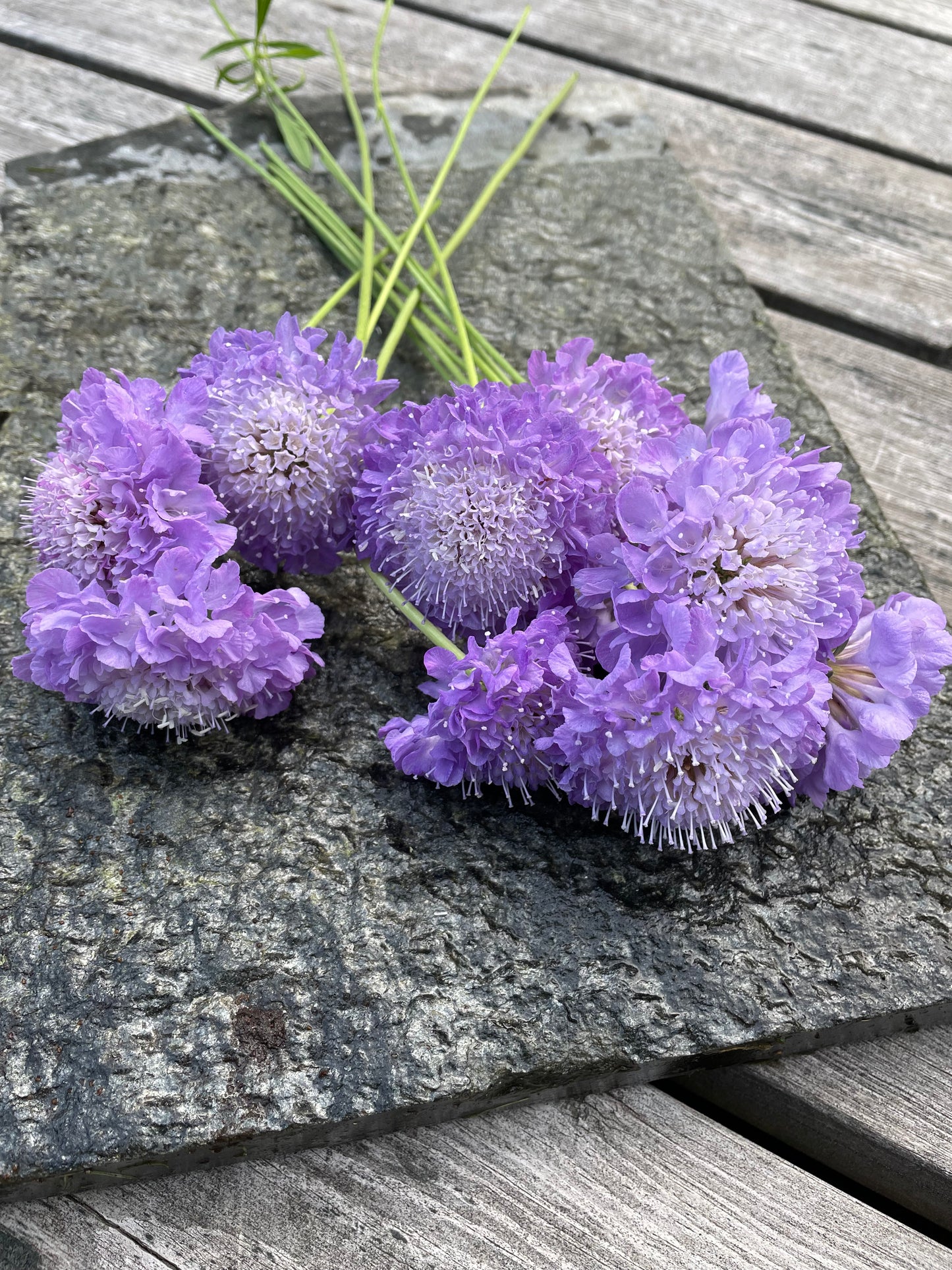 Praktvädd ”Lavender blue”