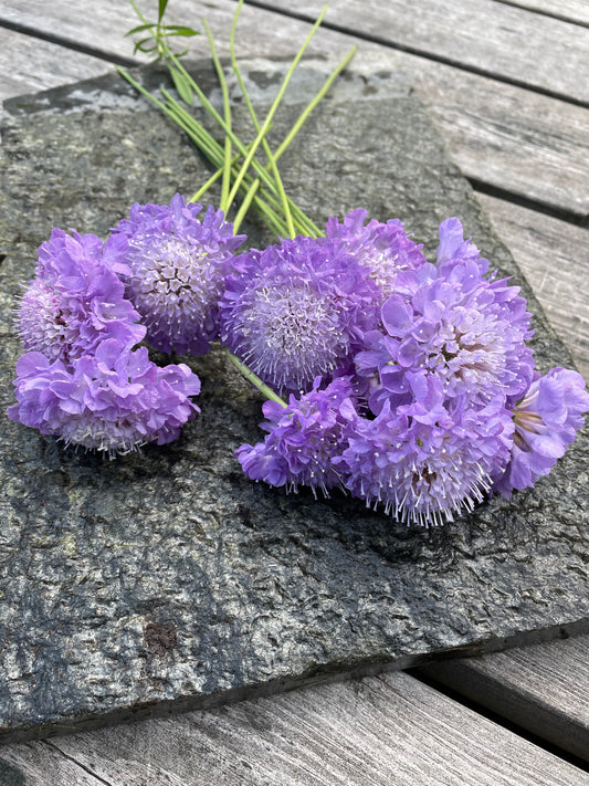 Praktvädd ”Lavender blue”