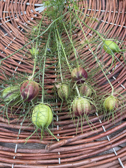 Jungfrun i det gröna ”Albion Black pods”