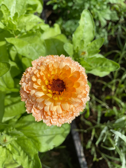 Ringblomma ”Pink Surprise”