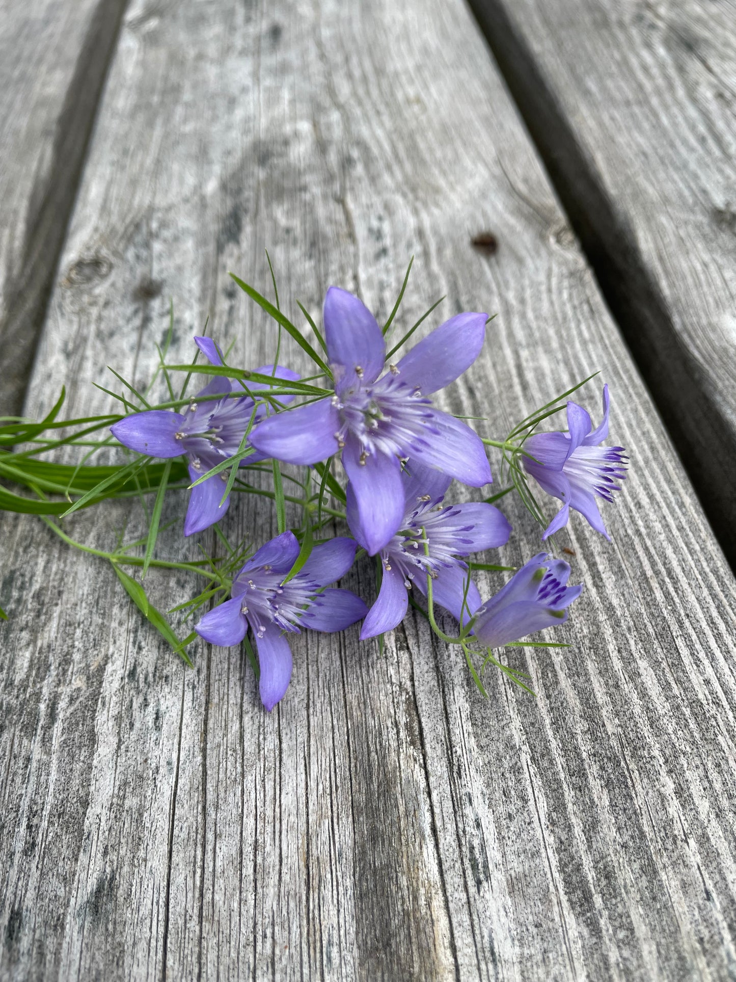 Jungfrun i det gröna ”Blue Stars”
