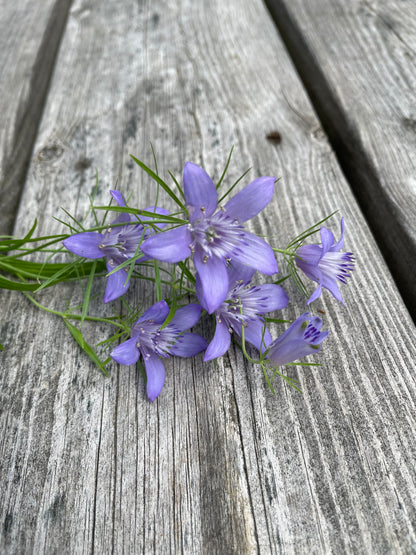 Jungfrun i det gröna ”Blue Stars”