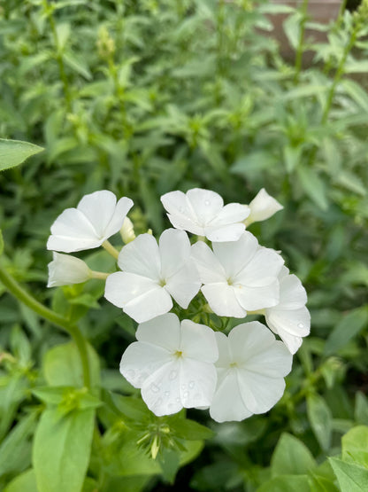 Sommarflox ”Alba”