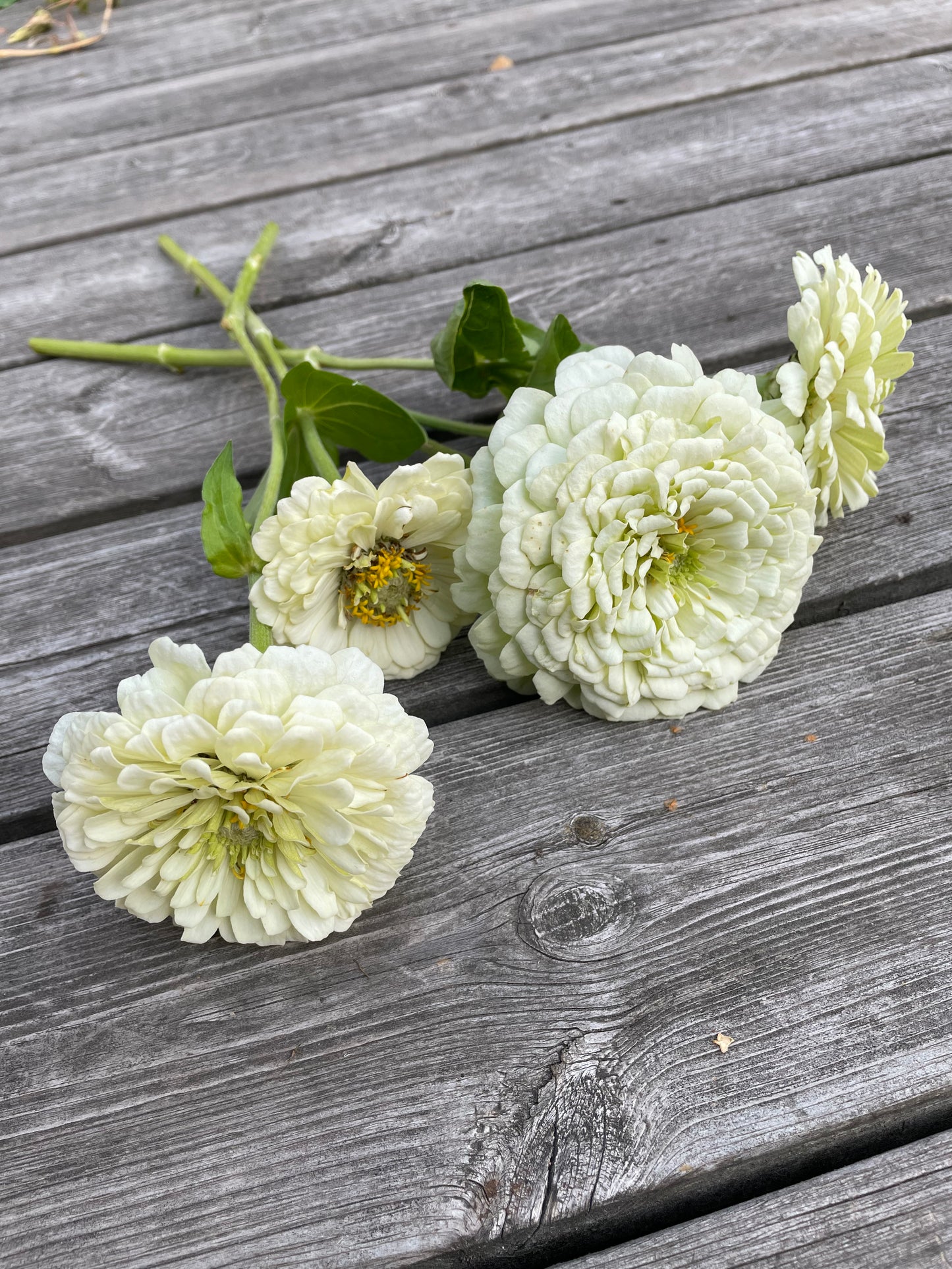 Zinnia ”Dahlia Flowered White”
