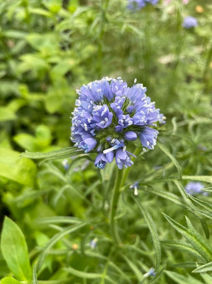 Bollgilia