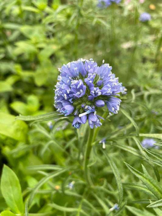 Bollgilia